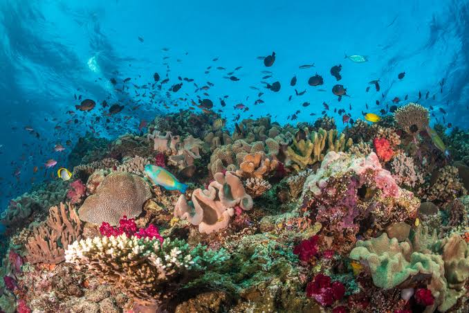 Coral reefs are not doomed – but policy must catch up with the science