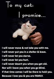 You Are Family Feline Cats Kittens Pets Animals Crazy Cats Kittens Responsible Pet Owner