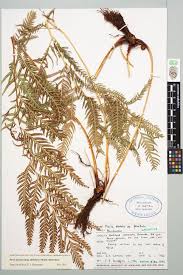 Image result for Pteris dentata
