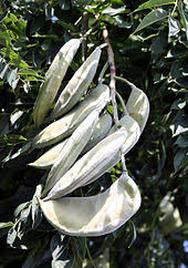 Woody brown seed pods remain on the bare branches of female kentucky coffee trees (gymnocladus dioicus) all winter. Kentucky Coffeetree Wikipedia