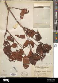 Image result for Syzygium owariense