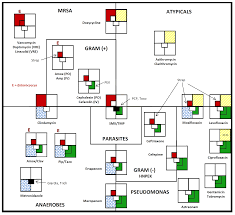 Antibiogram What Antibiotic Covers This Bug Codehealth Medical School Stuff Antibiotic Pharmacology