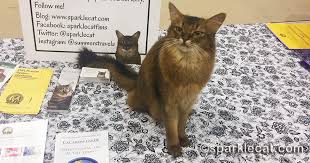 View more + share this page: Cat Show Selfies Summer S Fabulous Cat Life
