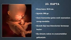 Merhaba hocam ben 23 haftalık hamileyim. Hafta Hafta Fetus Ne Yapar Prof Dr Basak Baksu