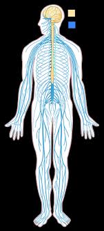 The central nervous system (cns) is that portion of the vertebrate nervous system that is composed of the brain and spinal cord. The Nervous And Endocrine Systems Review Article Khan Academy