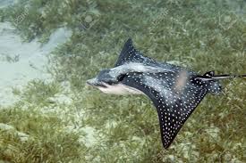 This spotted eagle ray is a fairly common sight in the oceans. Spotted Eagle Ray Aetobatus Narinari Stock Photo Picture And Royalty Free Image Image 4274622