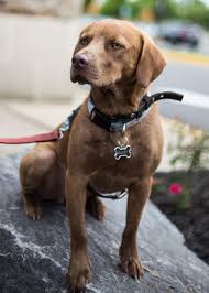 Its goal is to end the practice of euthanizing healthy animals and to provide medical care for animals in need. Promises Animal Rescue Inc Reviews And Ratings Gainesville Va Donate Volunteer Review Greatnonprofits