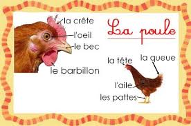 Les Patouilles De Bout2fee Les Oeufs De Paulette Carte D Identite Poule Rousse