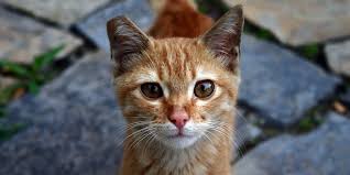 ‪Myths About Community Cats - LifeLine Animal Project‬‏
