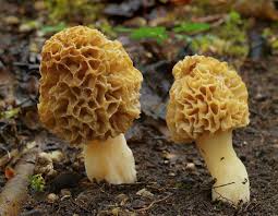 New york had the highest population of pilz families in 1880. Der Etwas Andere Landwirt Ein Pilz Baut Sich Bakterien An Pflanzenforschung De