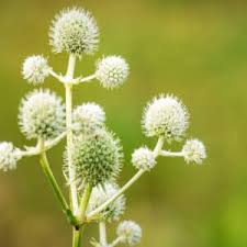 Image result for Panicum adenophorum