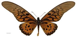 Image result for Globimetula rubripes