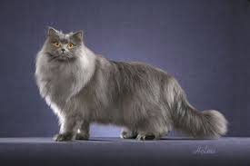 British Longhair Cat Koshki Sobaki Domashnie Pitomcy