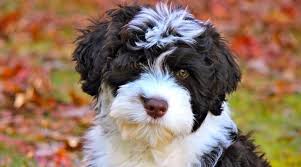 Maybe you would like to learn more about one of these? Portuguese Water Dog Breed Information Facts Traits Pictures More
