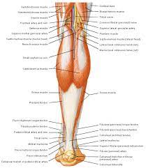 Achillespees In Relatie Tot Musculatuur Onderbeen 1 Door F H Netter Spier Anatomie Anatomie Voetverzorging