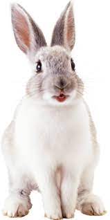 White Cute Rabbit Rabbit Png Rabbit Pictures Pet Bunny