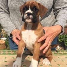Boxer Puppies For Sale Home Facebook