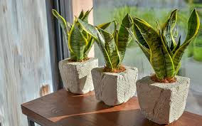 Three Snake Plants Sit On A Table By A Window In 2020 Best Indoor Plants Hanging Plants Indoor Snake Plant