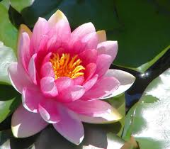 Pin On Flower