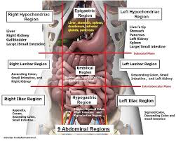 There are multiple anatomical areas within the abdomen, each of which contain specific contents and are bound by certain borders. Four Abdominal Quadrants And Nine Abdominal Regions Anatomy And Physiology