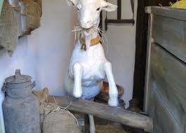 Nun hat der kasseler forscher prof. Tischlein Deck Dich Marchen Freizeitparkcheck