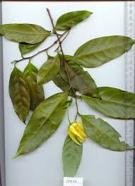 Image result for Cleistochlamys