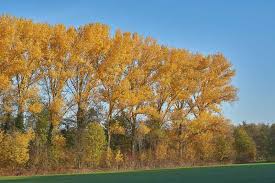 Image result for Populus