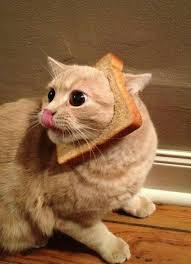 Gatetes Cute Cats And Dogs Cute Cats Cute Animals