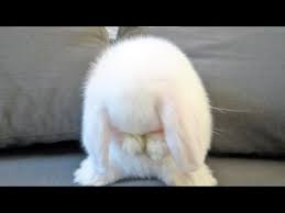 Don't feed baby rabbits solid foods before their eyes open. Cute Baby Bunny Washing Her Face Youtube
