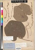 Image result for Chasmanthera dependens