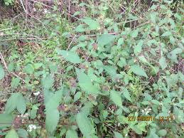 Image result for Triumfetta annua