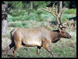 Elk Shot Placement Thread