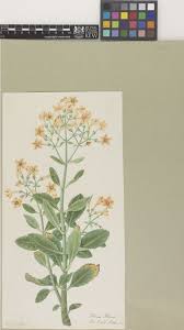 Image result for Kalanchoe latisepala