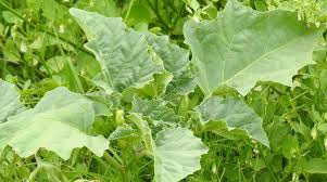 Image result for Datura ferox
