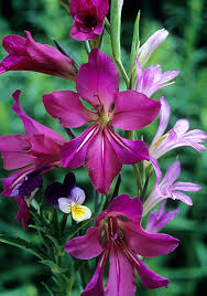Image result for Gladiolus zambesiacus