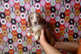 This breed comes in a wide variety of colors that include solid red or cream with a black nose. Cream Dachshund Pets And Animals For Sale Texas