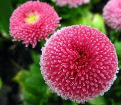 Pin On Gardening