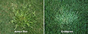Image result for Poa