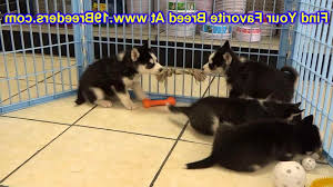 We also provide quality pet foods and supplies. Husky Puppies For Sale In Wichita Ks Petsidi
