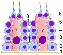 Maybe you would like to learn more about one of these? Sertoli Cell Wikipedia