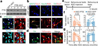 The only game in singapore with the best odds of winning! Reversing A Model Of Parkinson S Disease With In Situ Converted Nigral Neurons Nature