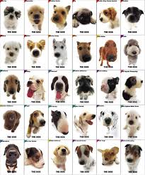 If You Are A Dog Lover It Is Better For You To Note On The Dog Facts In This Post Description From Pinterest Com Dog Breed Names Dog Breeds Dog Breeds Chart