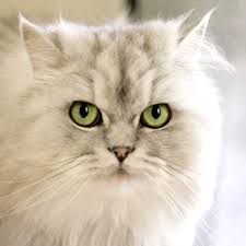 What is a brain tumor? Home Jonathan Wood Veterinary Surgeons