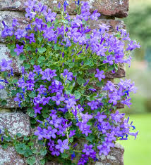 Campanula Portenschlagiana In 2020 Campanula Portenschlagiana Campanula Flowers Campanula