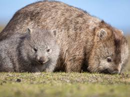 Image result for Common wombat
