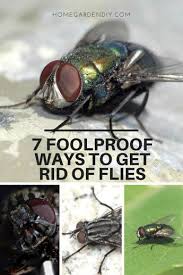 7 Foolproof Ways To Get Rid Of Flies In 2020 Get Rid Of Flies Fly Repellant Flies Repellent Outdoor