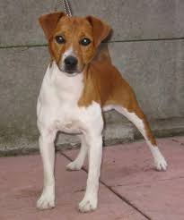 Plummer has also ventured into various television projects, including the legendary miniseries the thorn birds. The Plummer Terrier Should Be Strong Hardy Active And Adaptable With Terrier Characteristics And As Much Substance As Possible Dogs Terrier Puppies Terrier