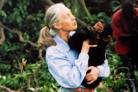 Jane Goodall dead: Legendary chimpanzee zoologist was 91