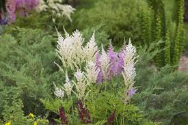 Hardy flowering shrubs for shade. Zone 3 Plants For Shade Tips On Growing Shade Loving Plants In Cold Climates