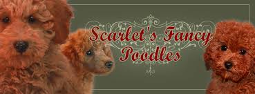 Maybe you would like to learn more about one of these? Red Teddy Bear Poodles Scarlet S Fancy Poodles Home Facebook